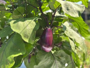 多久市の伝統野菜 桐岡ナス